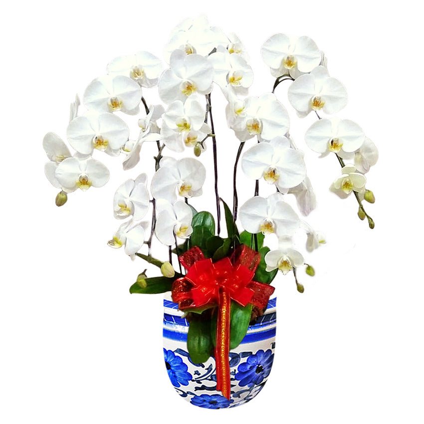 Classic White Orchid Majesty in Vase