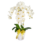 Classic White Orchid Majesty in Vase