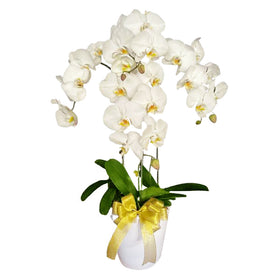 Classic White Orchid Majesty in Vase