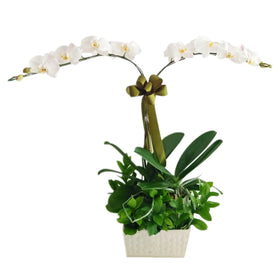 2 Stem Of White Phalaenopsis Orchid in Vase