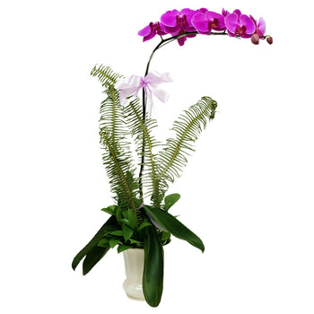 Gala Purple Orchid