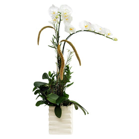 Gala White Orchid