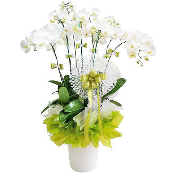 7 Luxury White Anggrek in Vase