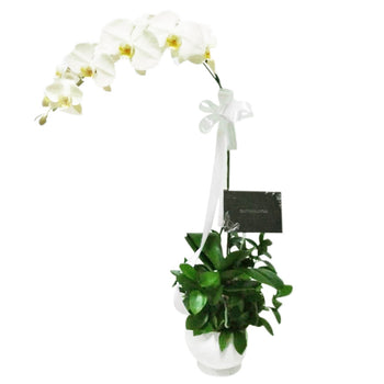 Stem Of White Phalaenopsis Orchid in Vase