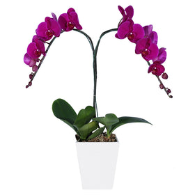 Twin Orchid Majesty in Vase