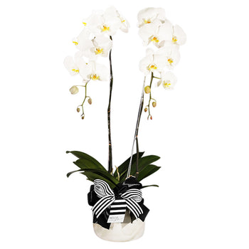 Twin Majesty White Orchid in Vase