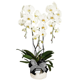 Triple Majesty White Orchid in Vase