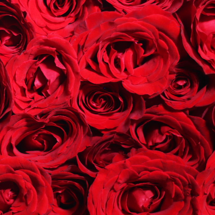 Black Pearl Classic Red Bouquet