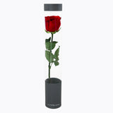 Outerbloom Love Spark