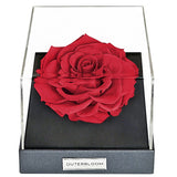 Evergreen Hexa Grand Hampers