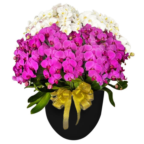 Luxury Mixed Orchid Majesty in Vase