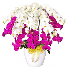 Luxury Mixed Orchid Majesty in Vase
