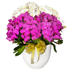 Luxury Mixed Orchid Majesty in Vase