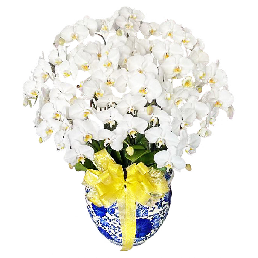 Luxury White Orchid Majesty in Vase