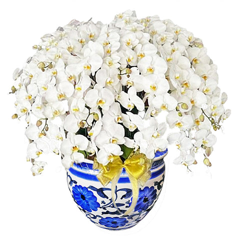 Luxury White Orchid Majesty in Vase