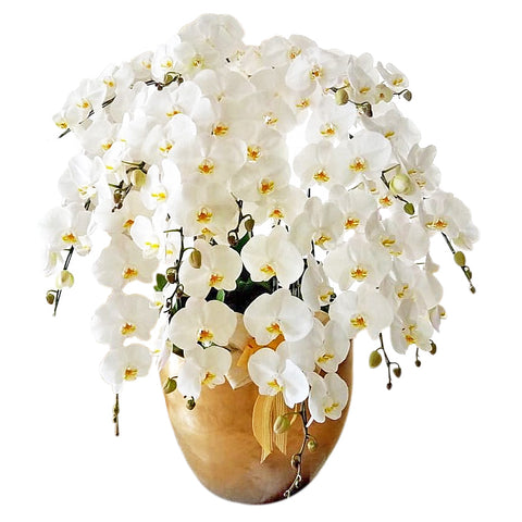 Luxury White Orchid Majesty in Vase