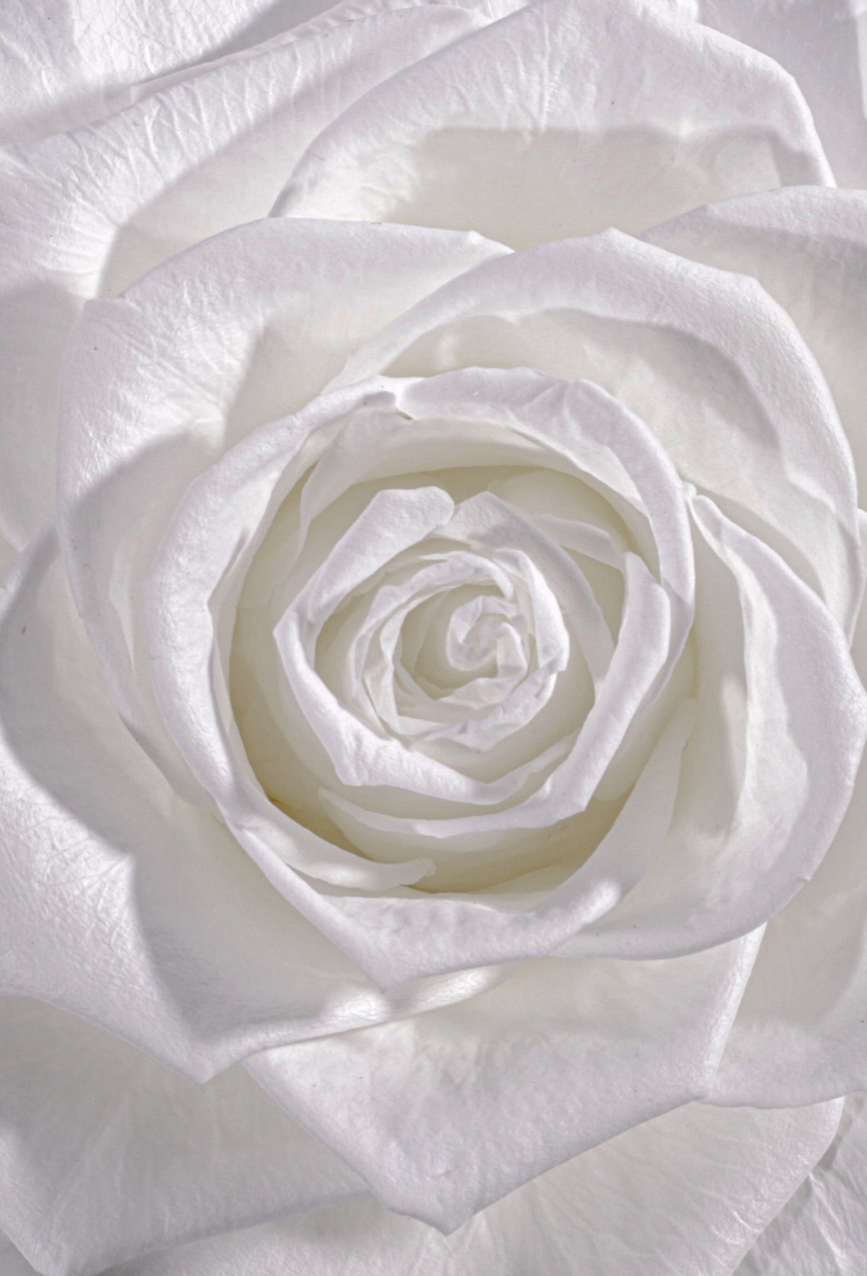 Macro close-up of a white preserved rose in bloom