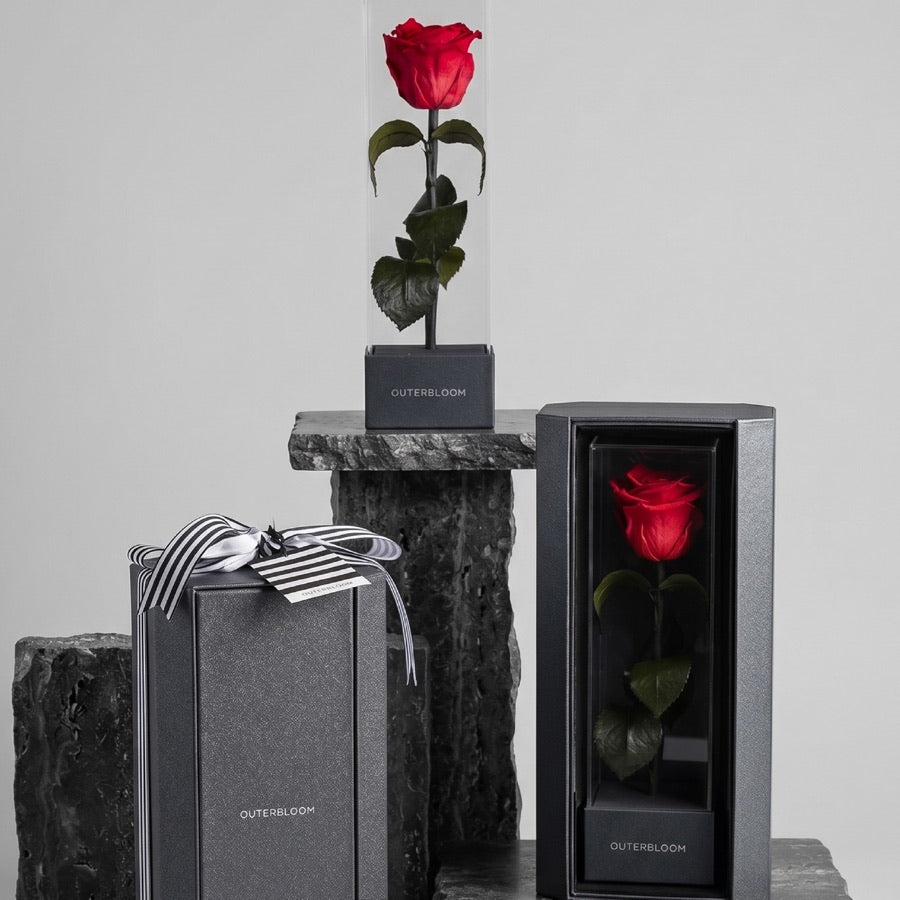 The Enchanted Love Pirouette by Outerbloom, a long-stemmed preserved rose in a clear acrylic case